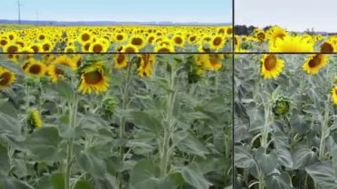 Ayçiçeği tam Bloom rüzgarda dans.