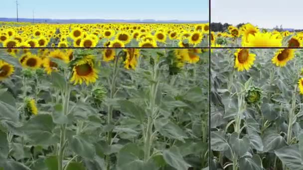 Соняшники Повному Розквіті Танцюють Вітрі — стокове відео