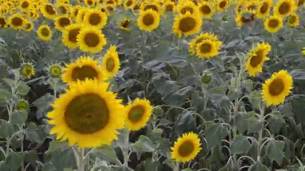 Sunflowers Full Bloom Dancing Wind — Stock Video