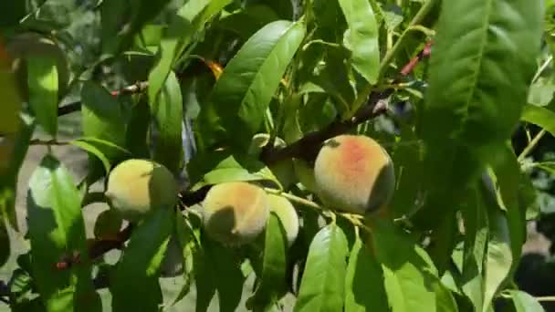 Смачні Персики Дереві — стокове відео