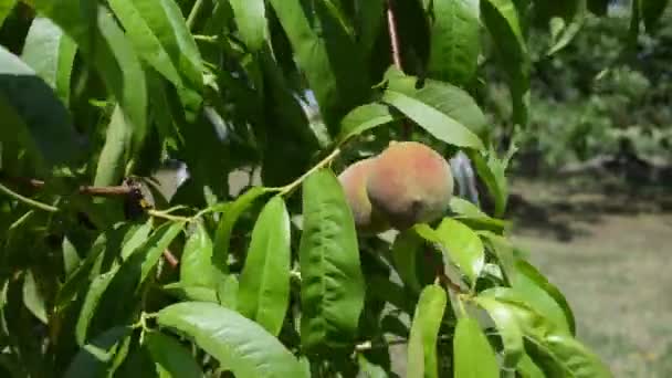 Pêssegos Deliciosos Uma Árvore — Vídeo de Stock