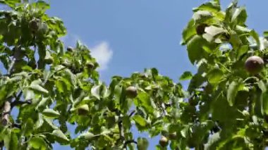 Lezzetli armut ağaç üzerinde asılı.