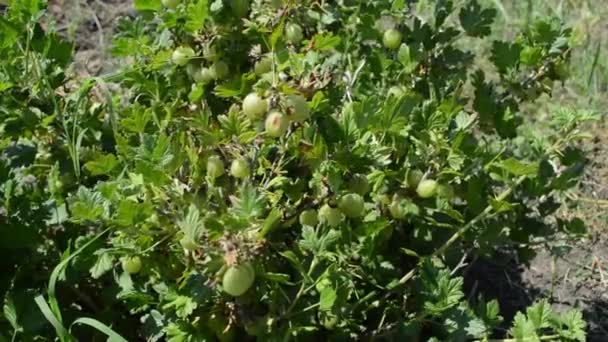 Fruta Groselha Espinhosa Ramo Jardim — Vídeo de Stock