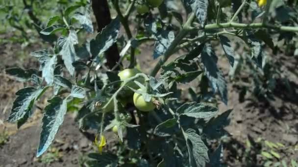 Tomates Inmaduros Jardín — Vídeo de stock