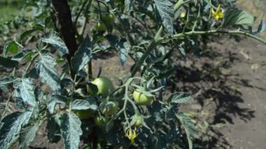 Bahçede olgunlaşmamış domates.