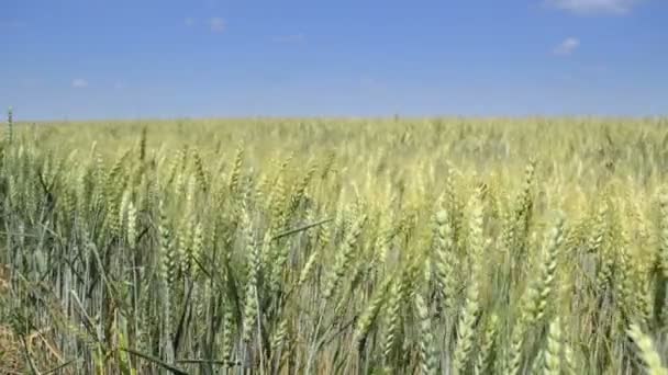 Zelená Pšenice Obilné Sklizně Obdělávané Pole — Stock video