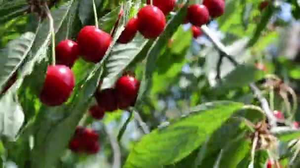 Close Cherries Branch — Stock Video