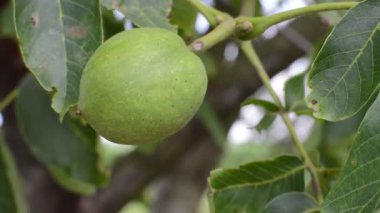 Ağaç üzerinde yeşil yaprakları yeşil ceviz.