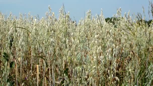 Field Oat Cereal Plant Oat Avena Sativa Bio Gold Grown — Stock Video