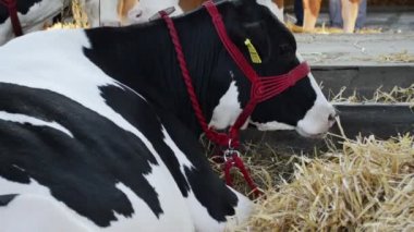 Ahırda inek, hisse senedi kavramı canlı