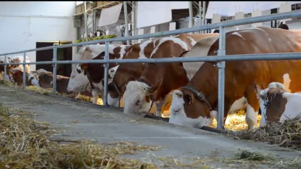 Vacas Estábulo Conceito Gado — Vídeo de Stock