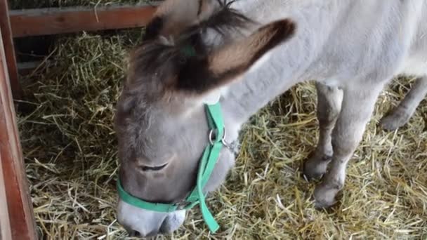 Cute Burro Comendo Feno Estábulo — Vídeo de Stock