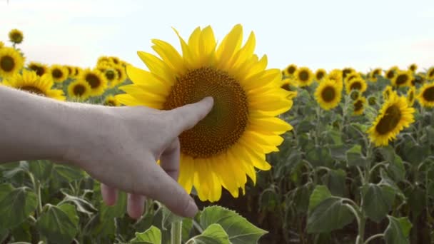 Bonde Att Undersöka Skörd Solrosor Fältet Jordbruks Konceptet — Stockvideo