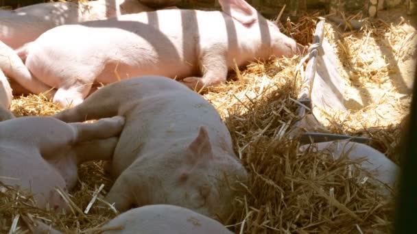 Granja Porcina Cerditos Tendidos Heno — Vídeos de Stock