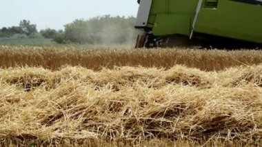 Buğday hasadını birleştirmek, tarım kavramı