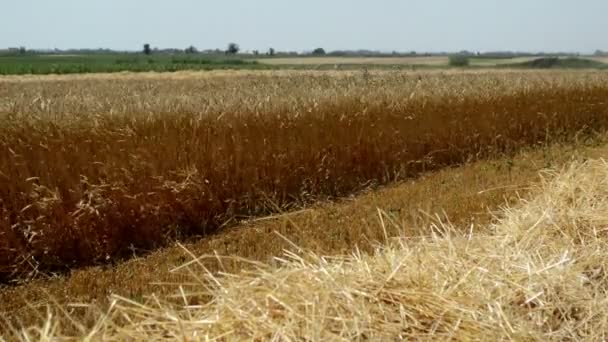 Feld Mit Reifem Weizen Vor Der Ernte — Stockvideo