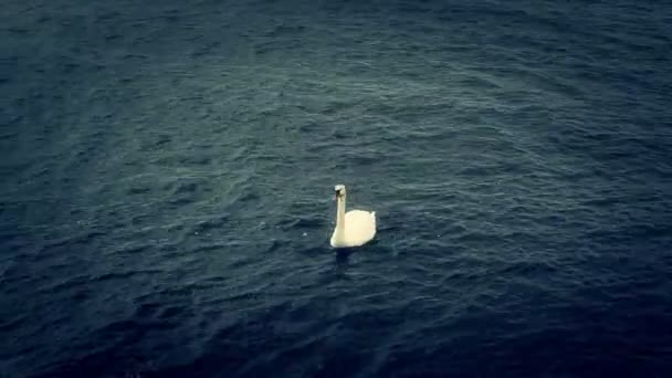 Cisne Blanco Flotando Lago — Vídeos de Stock