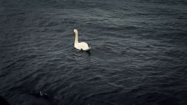 Λευκό Κύκνο Επιπλέουν Μια Λίμνη — Αρχείο Βίντεο