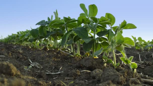 Campo Soja Campo Agrícola — Vídeo de stock