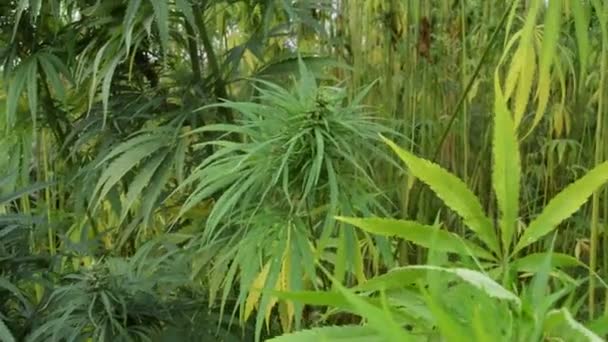 Champ Chanvre Cultivé Marijuana Industrielle Culture Chanvre Mouvement Lent — Video