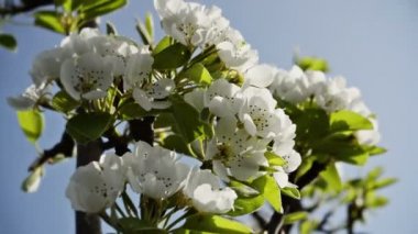 Bahar zaman armut çiçeklenir.