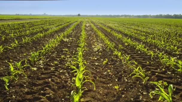 Field Young Corn Springtime — Stock Video