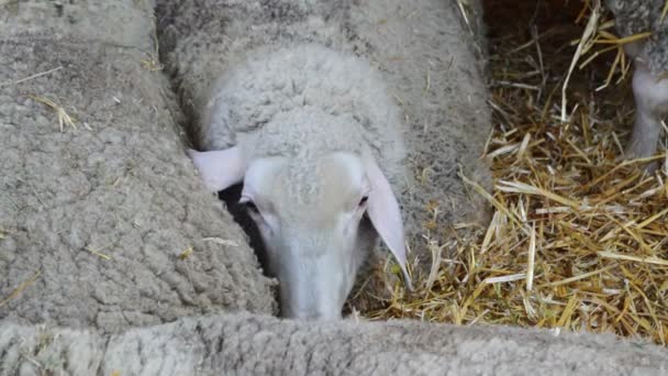 农场牛棚里的羊 畜牧业主题 — 图库视频影像