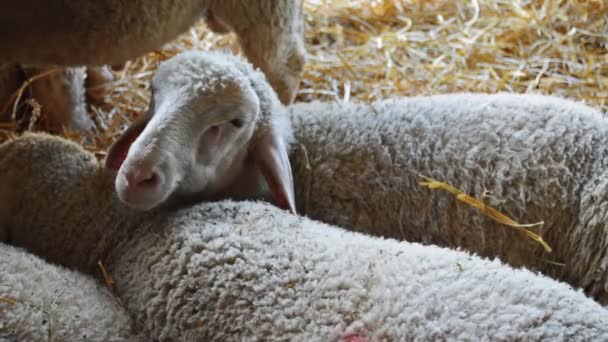 Des moutons dans une étable de ferme. élevage agriculture thème 