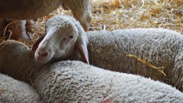 Ovejas Establo Agricultura Ganadera Tema Agrícola — Vídeo de stock