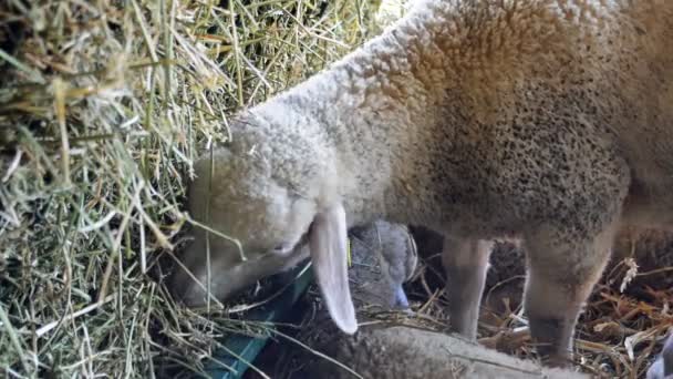 Des Moutons Dans Une Étable Ferme Élevage Agriculture Thème — Video