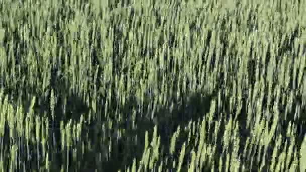 Campo Grano Verde Concetto Agricolo — Video Stock