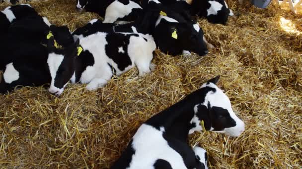 Veau Dans Une Étable Élevage Bétail Thème — Video