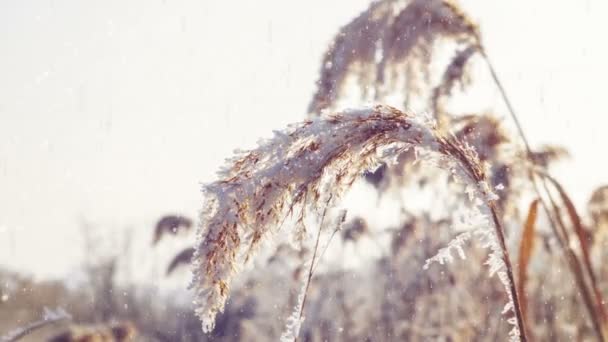 Снег Падает Замороженное Растение Инеем Римом Зимний Пейзаж — стоковое видео