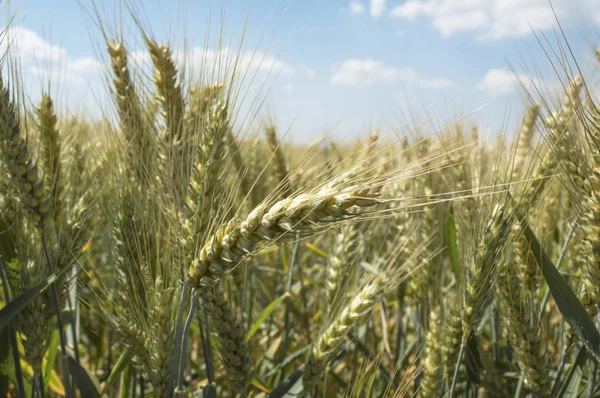 Ähren Reifen Weizens Vor Der Ernte Vor Blauem Himmel Agrarlandschaft — Stockfoto