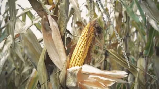 Кукурудзяне Вухо Культивованому Сільськогосподарському Кукурудзяному Полі Готове Збору Врожаю — стокове відео