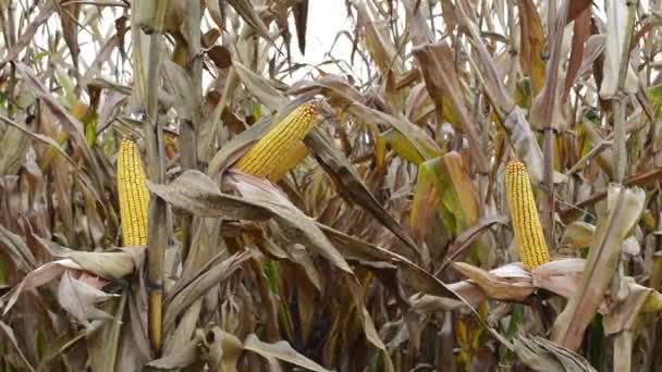 Maize Corn Ear Cultivated Agricultural Corn Field Ready Harvest — Stock Video