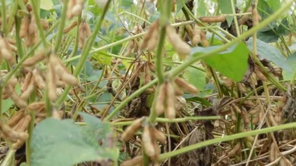 Βιολογική Καλλιέργεια Σόγιας Φυτεία Νέοι Πράσινες Καλλιέργειες Σόγιας Στη Φυτεία — Αρχείο Βίντεο