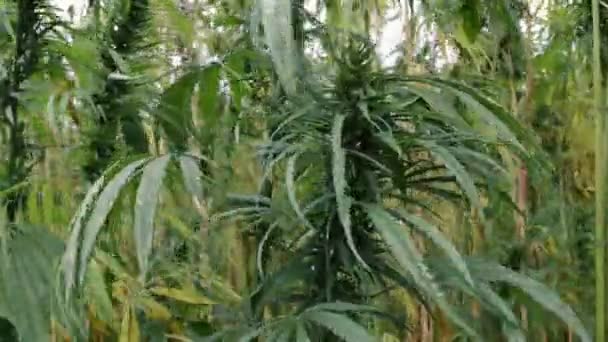 Gekweekte Hennep Veld Industriële Marihuana — Stockvideo