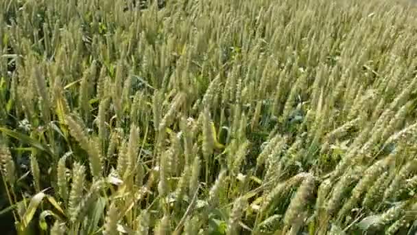 Cultivos Cereales Trigo Que Crecen Campos Cultivados — Vídeos de Stock