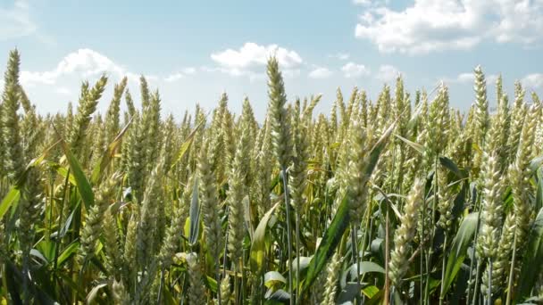 Cultivos Cereales Trigo Cultivos Cereales Trigo Que Crecen Campo Cultivado — Vídeos de Stock