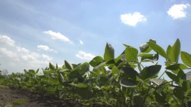 Soya kırpma alanı ekili