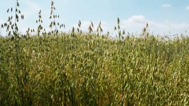 Campo Avena Cultivado Cultivos Agrícolas Verdes Cultivados — Vídeos de Stock