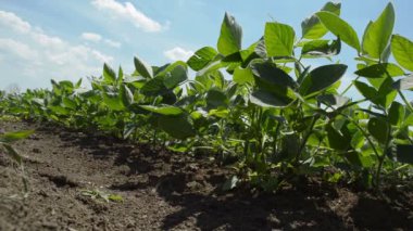 Genç soya bitkileri ekili tarlalarda yetişiyor.