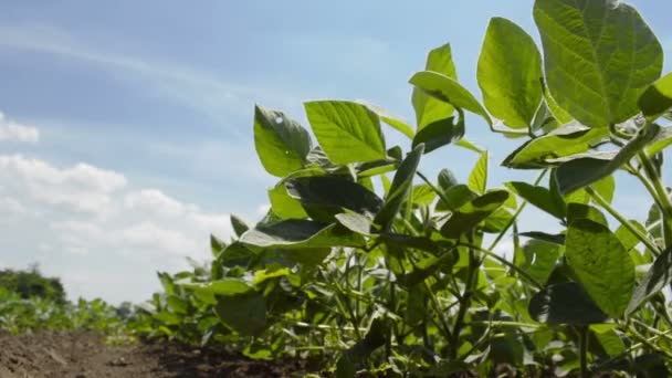 种植在耕地中的大豆幼苗 — 图库视频影像