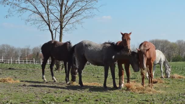 フィールドの草を食べている馬のグループ — ストック動画