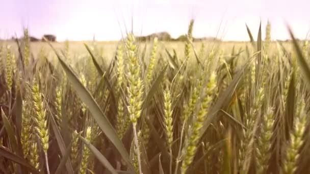 Tarwe Granen Groeien Ontgonnen Veld — Stockvideo