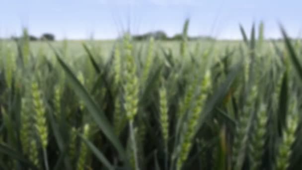 Cultivos Cereales Trigo Que Crecen Campos Cultivados — Vídeos de Stock