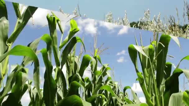 Plantas Que Crescem Campo Cultivado Culturas Agrícolas Cultivadas — Vídeo de Stock