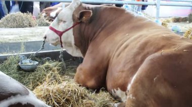 Ahırda, tarım kavramı dinlenme boğa