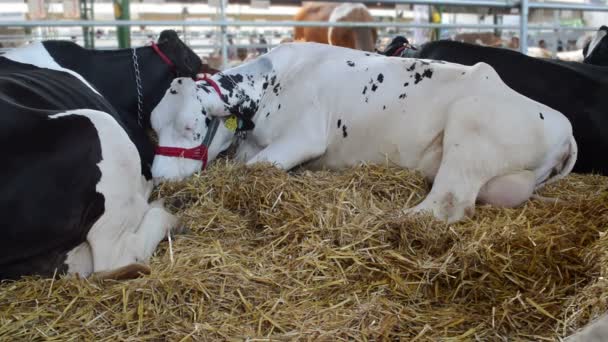 Famille Vaches Reposant Dans Grange — Video